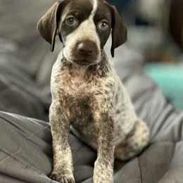 Olivia RodriGO - German Shorthaired Pointer puppy from Onyx Retrievers