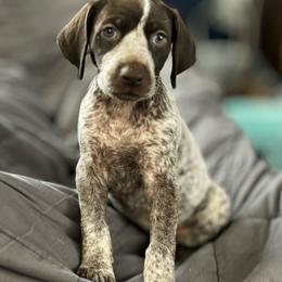 Olivia RodriGO - German Shorthaired Pointer puppy from Onyx Retrievers
