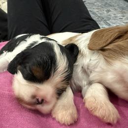 Tri Boy - Tri-color male Cavalier King Charles Spaniel puppy in Washington, North Carolina from Farmhouse Cavaliers NC