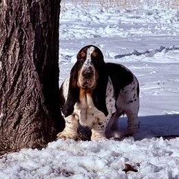 Tarpon - Basset Hound