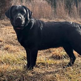 Sable - Black female Labrador Retriever puppy in Canton, Georgia from Dukes Retirevers
