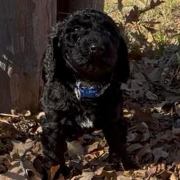 Coco - Black male Goldendoodle puppy in Arlington, Texas from Chambers Doodle Patch