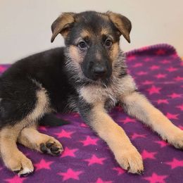 Purple, Female - German Shepherd puppy from Jessica's German Shepherds