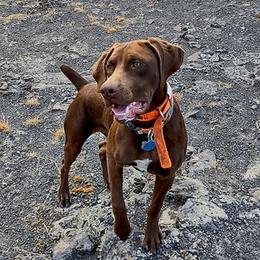 Bailey - German Shorthaired Pointer