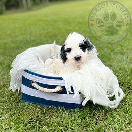 Goldendoodle Puppies from Patriot Puppies