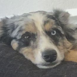 Miniature Australian Shepherds from Shannon Hunt's Miniature Aussies