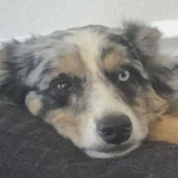 Miniature Australian Shepherds from Shannon Hunt's Miniature Aussies