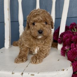 Maggie - Red female Cavapoo puppy in Manheim, Pennsylvania from Paige Haldeman's Cavapoos and Shichons