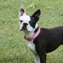Bailey - Boston Terrier