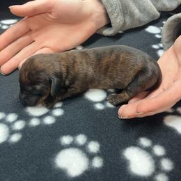 Pink collar - Brindle female Dachshund puppy in Saint Albans, Maine from Australian Cattle Cuties and littles