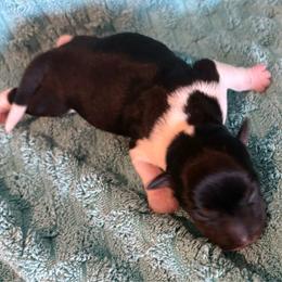 Shirley - Blue white and tan female Rat Terrier puppy in Savoy, Texas from Rockin EZ Rat Terriers