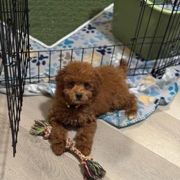 Rupert - Red  male Poodle puppy in Jersey City, New Jersey from JuVar Standard Poodles