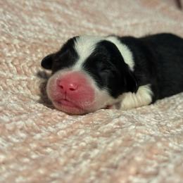 Mint - Gray and white male Old English Sheepdog puppy in Iowa from Midwest Puppy Paws