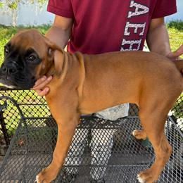 Blu 1100.00 - Fawn female Boxer puppy in S AI Nt Cloud, Florida from SMART AKC Boxers
