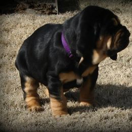Bloodhound and Mastiff Puppies from Teoc Bloodhounds and Mastiffs