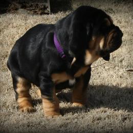 Bloodhound and Mastiff Puppies from Teoc Bloodhounds and Mastiffs