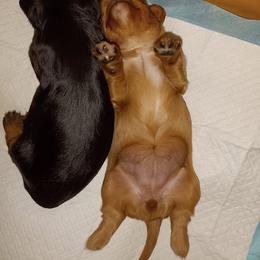 Cavalier King Charles Spaniel Puppies from 7 Bridges Cavaliers