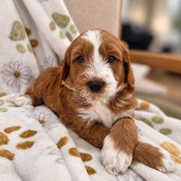 Spooky - Red  male Goldendoodle puppy in Fordland, Missouri from K&K's Puppy Kingdom