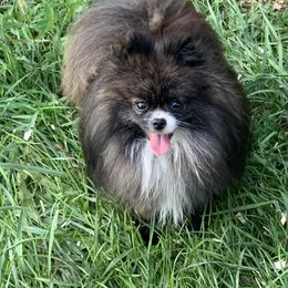 Bailey - Pomeranian