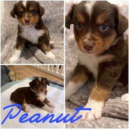 Peanut - Red tri male Miniature Australian Shepherd puppy in Pinnacle, North Carolina from Higher Elevations Mini Aussies