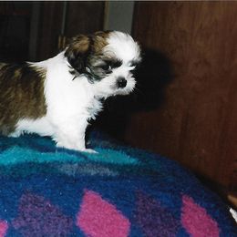 Shih Tzu Puppies from Shih Tzu Dreams Come True