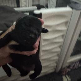 Winston: Boy solid black - Black male Dachshund puppy in Casselberry, Florida from Amore Mini Dachshund Breeders & More