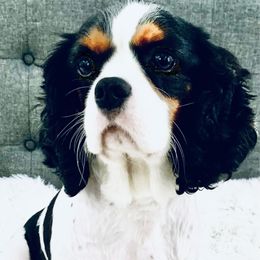 Roxy - Cavalier King Charles Spaniel
