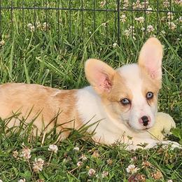 Dory - Red merle and white female American Corgi puppy in Dunbar, Nebraska from Vintage Corgis