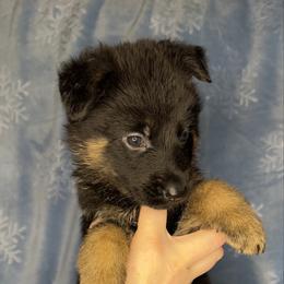 Pink color - Bi-color female German Shepherd puppy in Marion, Ohio from Legacy K9’s