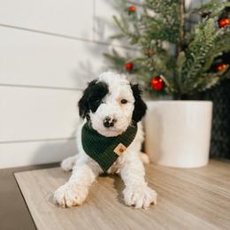 Goldendoodle Puppies from The W Doods