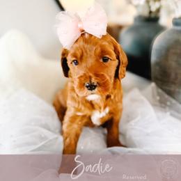 Fate - Red  female Goldendoodle puppy in Mahomet, Illinois from Jordan Family Doodles