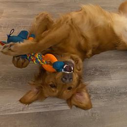 CHARLOTTE - Golden Retriever