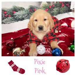 Golden Retriever Puppies from Ruff Life Goldens