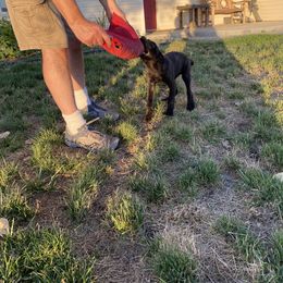 Dutch Shepherd and xDutch Shepherd Puppies from Raw Nature K9