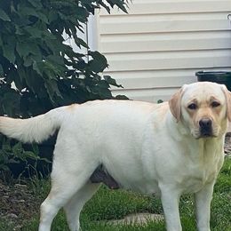 Labrador Retrievers from Always Faithful Labradors