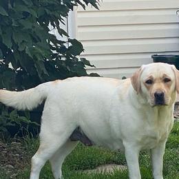 Labrador Retrievers from Always Faithful Labradors