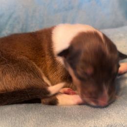 BOY 4 - Sable male Collie puppy in Lafayette, Indiana from Katrina's Collies