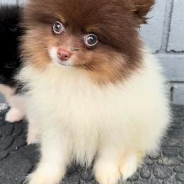 Prince - Chocolate and tan male Pomeranian puppy in Newark, Ohio from Keeperofstars Pomeranians