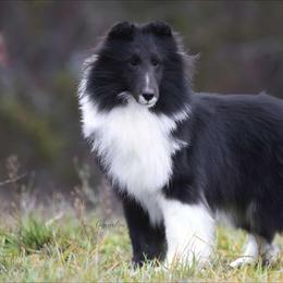 Viper - Shetland Sheepdog
