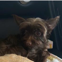 Tootsie Roll - Liver female Yorkshire Terrier puppy in Lamar, Missouri from RJ’S Classy Yorkies