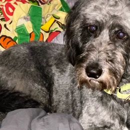 Goldendoodles and Poodles from Barbara Reagan