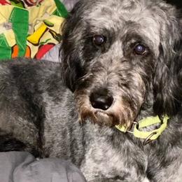 Goldendoodles and Poodles from Barbara Reagan