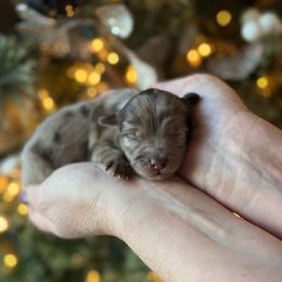 E-Pink Girl - Merle female Goldendoodle puppy in Lewisville, Texas from Texas Goldendoodle Lovers