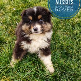 Rover - Black tri male Miniature Australian Shepherd puppy in Kettle Falls, Washington from Ellie's Miniature Australian Shepherds