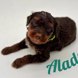 Aladdin - Brown male Bernedoodle puppy in Munster, Indiana from Miranda’s Sunshine Poodles and Doodles