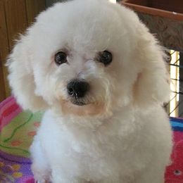 Aurora Dawn - Bichon Frise