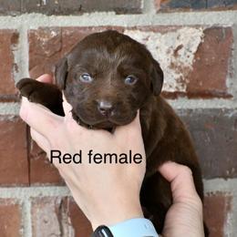 Red Female - Chocolate female Labrador Retriever puppy in Mississippi from Sure Shot English Labs