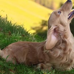 Cavapoos, Cockapoos, and Dachshunds from Little Valley Puppies
