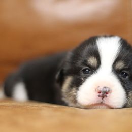 Pembroke Welsh Corgi Puppies from Ayers Acres Corgis