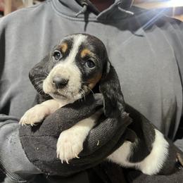 Girl 2 - Black brown and white female Basset Hound puppy in Noblesville, Indiana from Russell Bassets